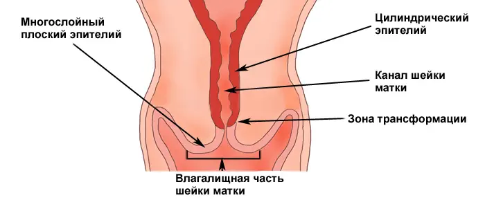 Строение шейки матки